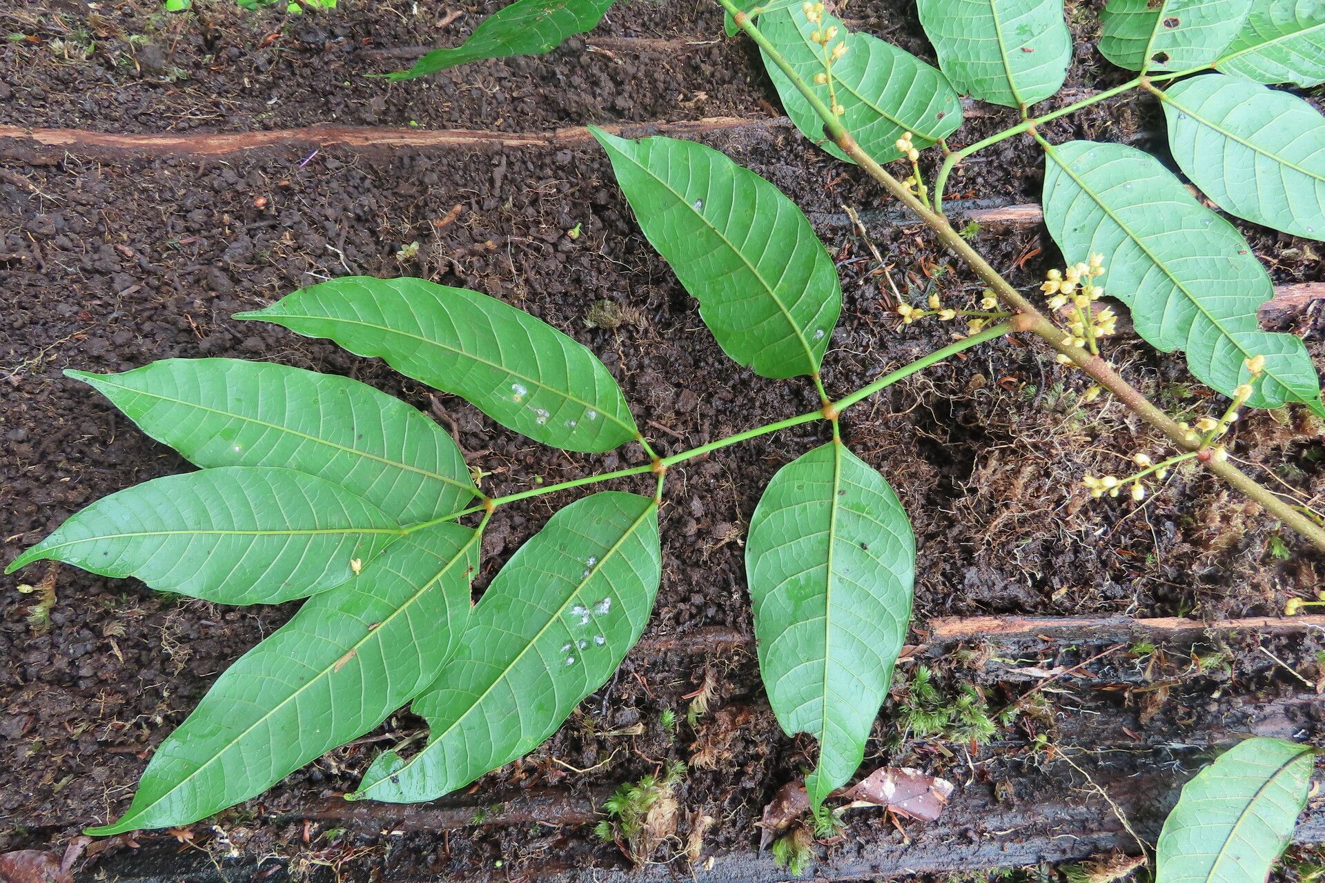 Protium pittieri leaf