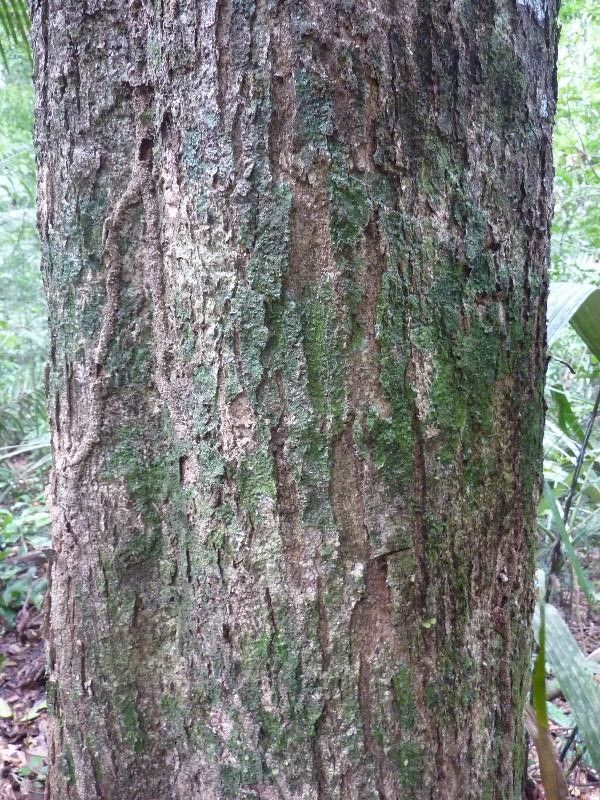 Sterculia kayae bark
