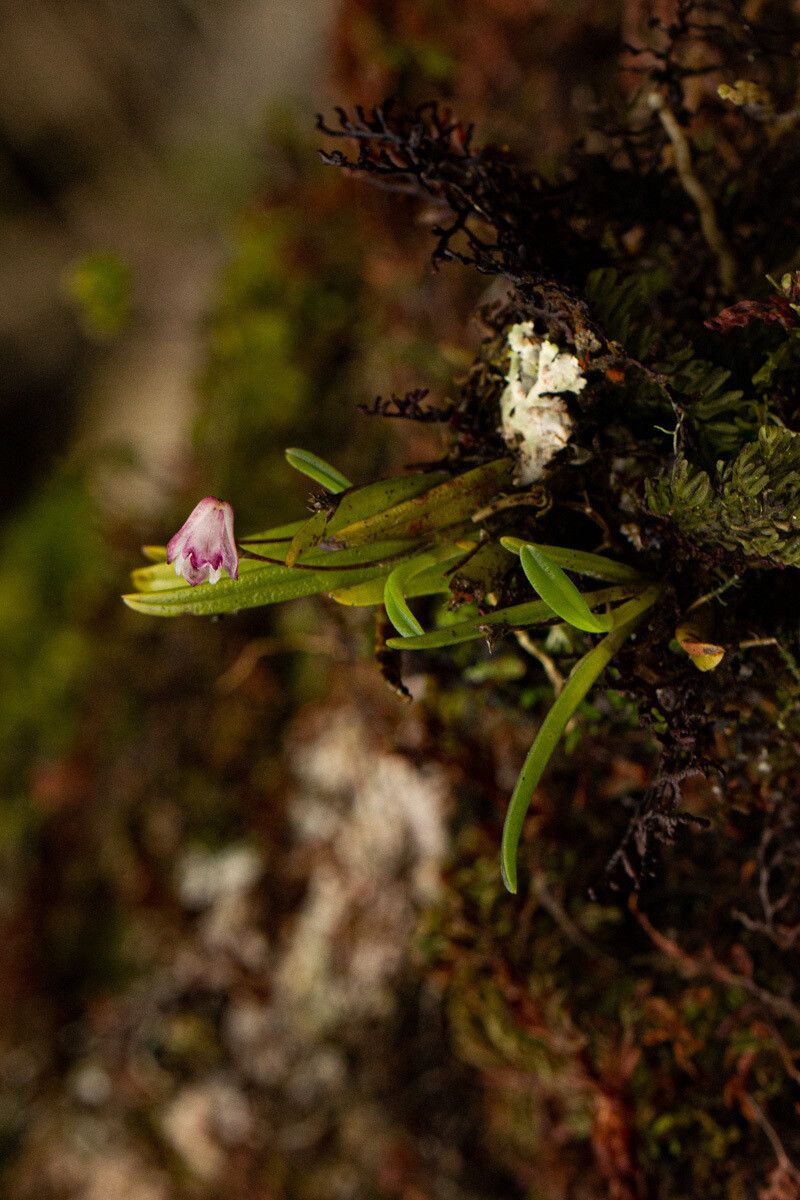 Polystachya vulcanica habit