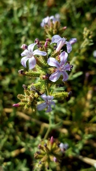 Plumbago europaea flower