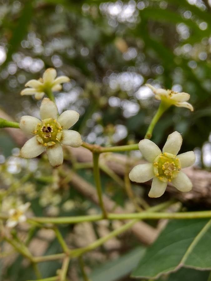 Nectandra megapotamica flower