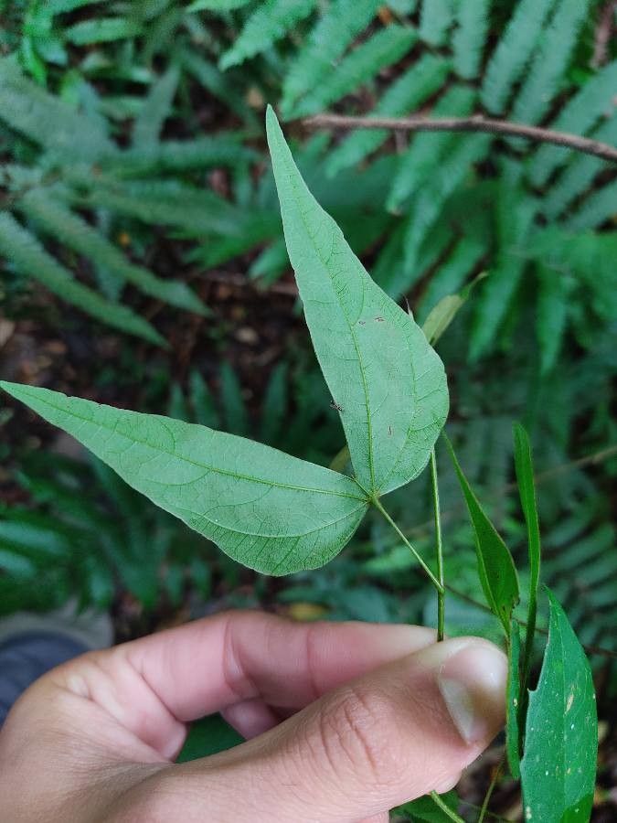 Bauhinia microstachya leaf
