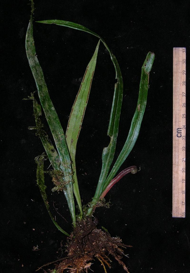 Ananthacorus angustifolius other