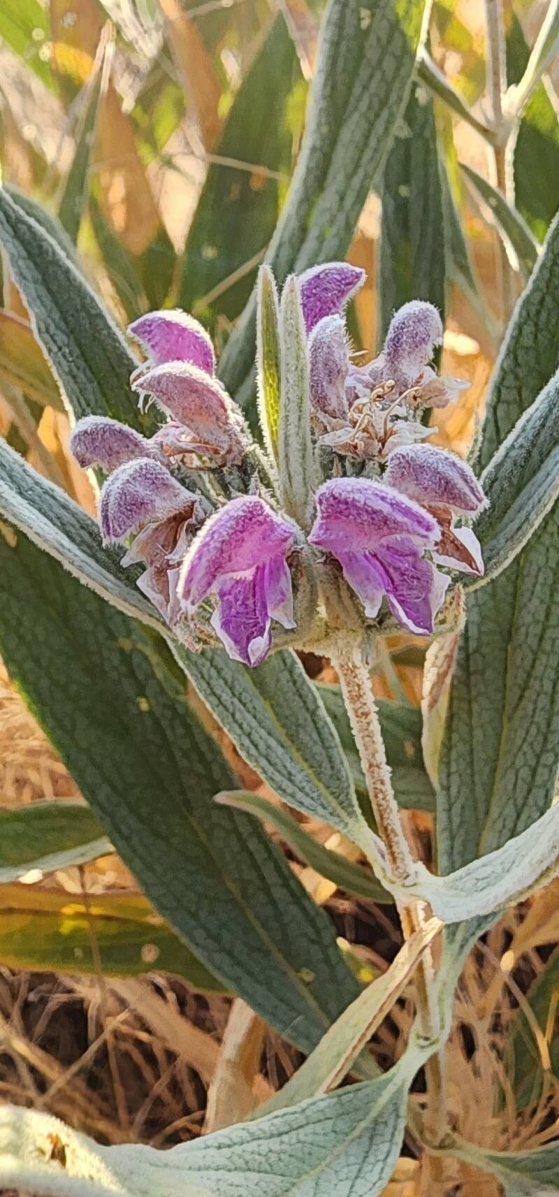 Phlomis anisodonta flower