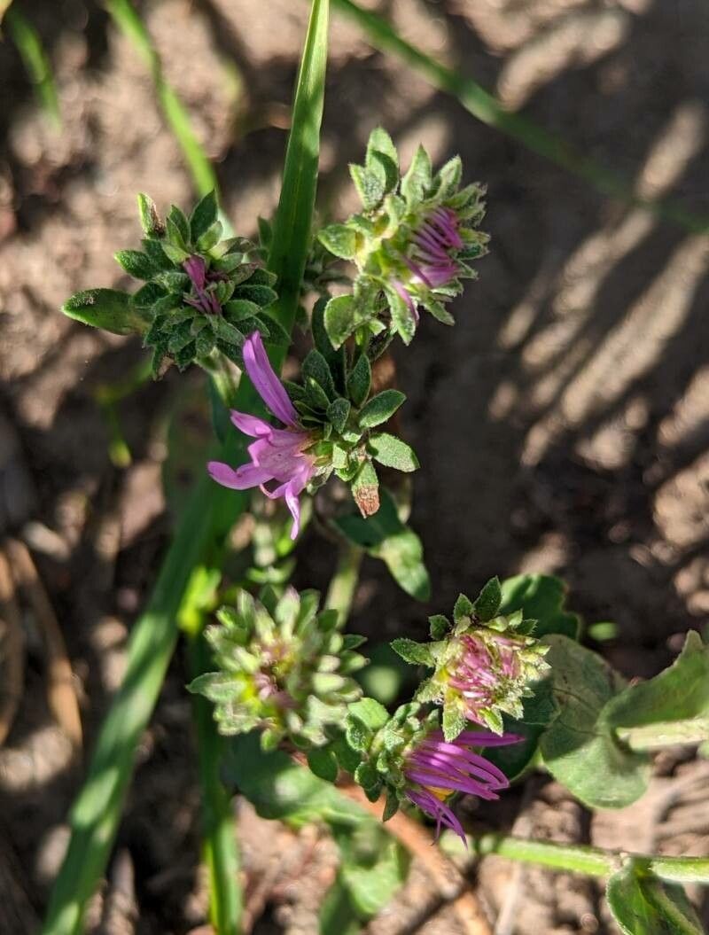 Machaeranthera canescens leaf