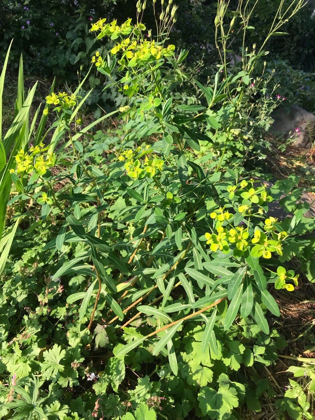 Euphorbia jacquemontii leaf