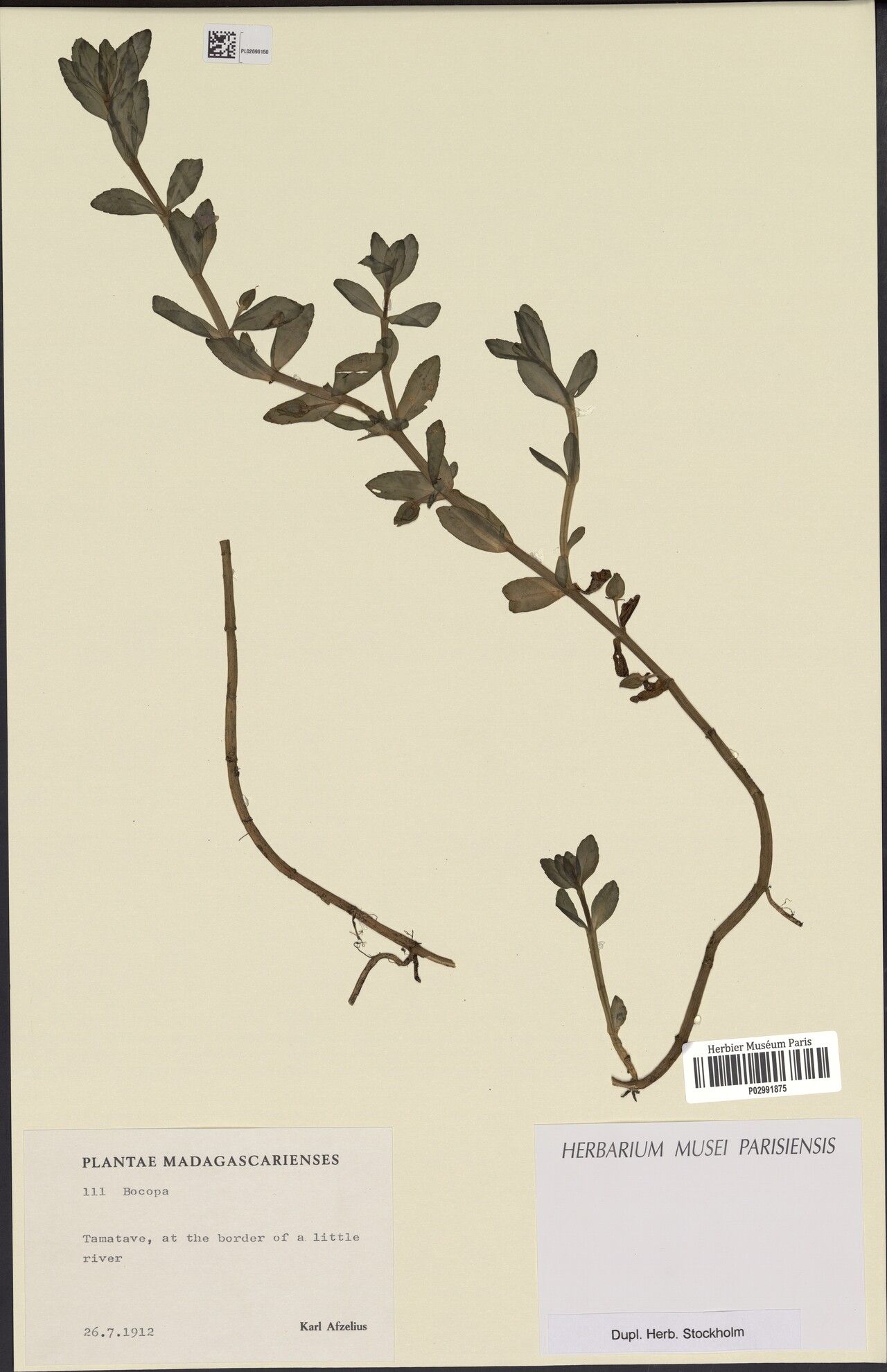 Bacopa madagascariensis — houseplant care guide