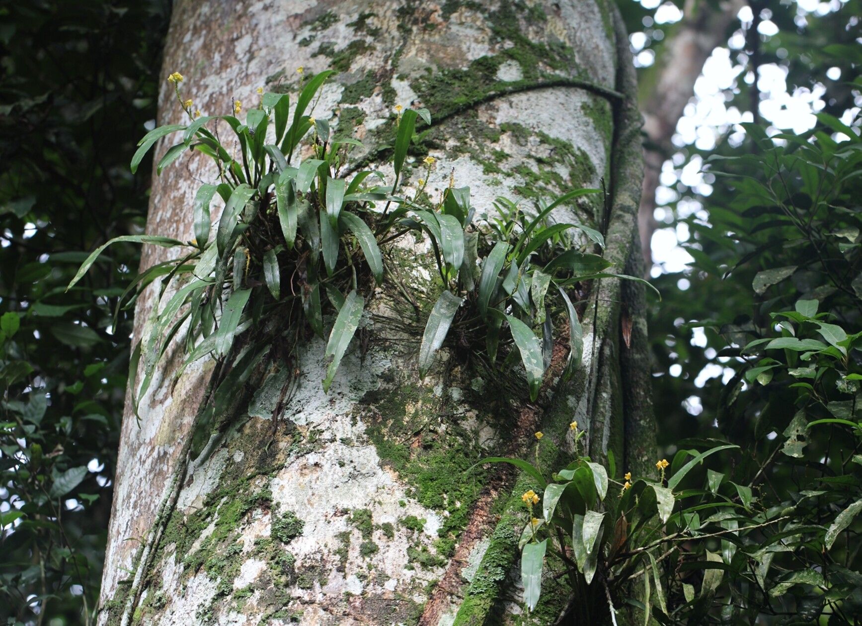 Polystachya nyanzensis — houseplant care guide