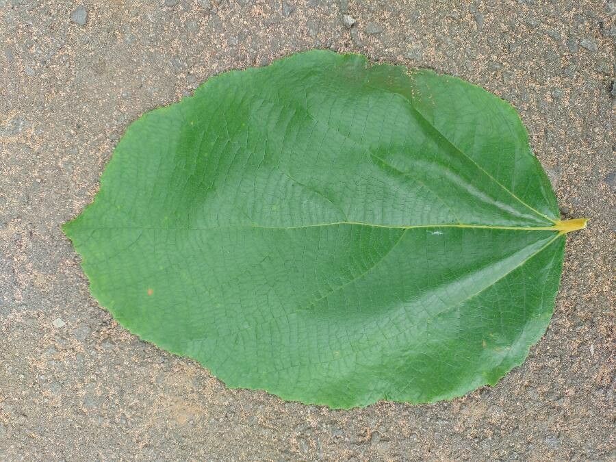 Luehea grandiflora — related species from the same genus