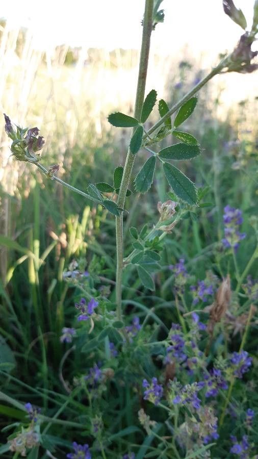 Medicago × varia leaf
