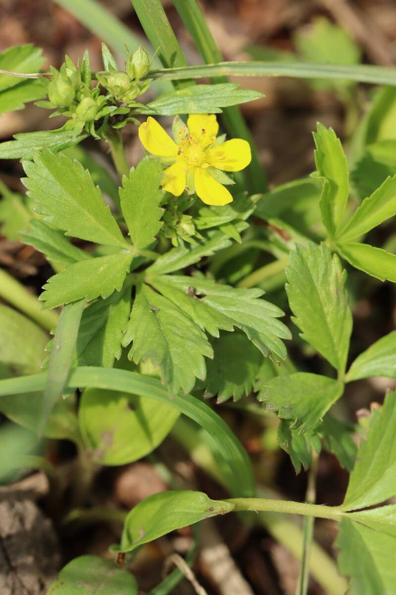 Potentilla anemonifolia flower