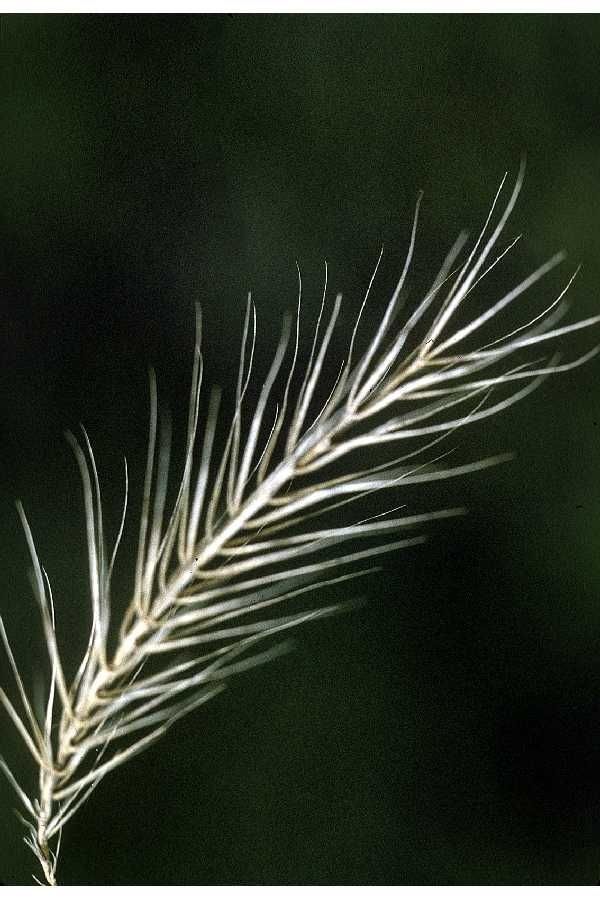Elymus riparius — search result for 'Elymus'