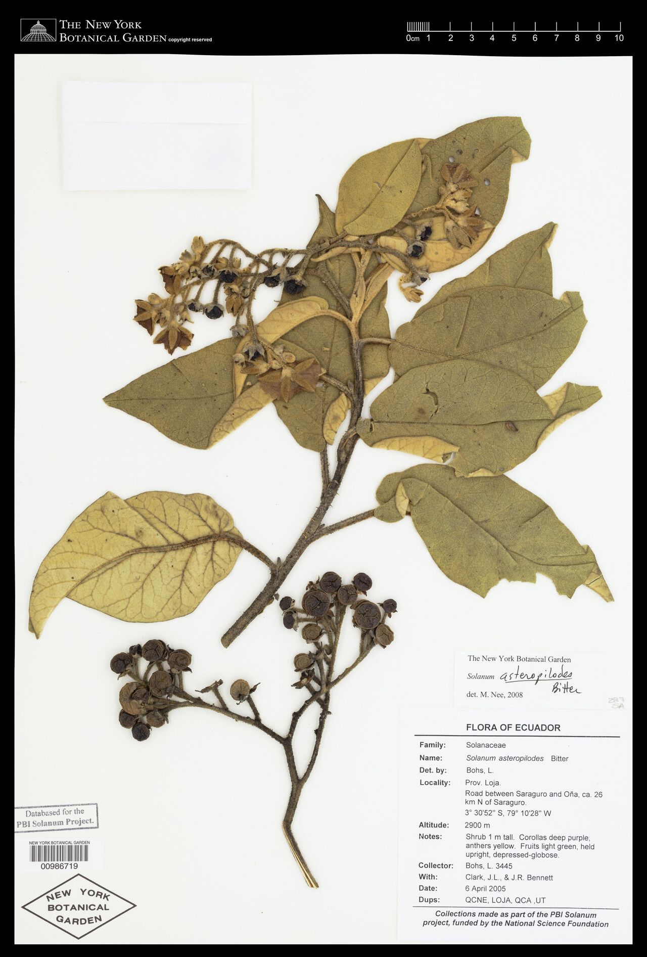 Solanum asteropilodes — houseplant care guide