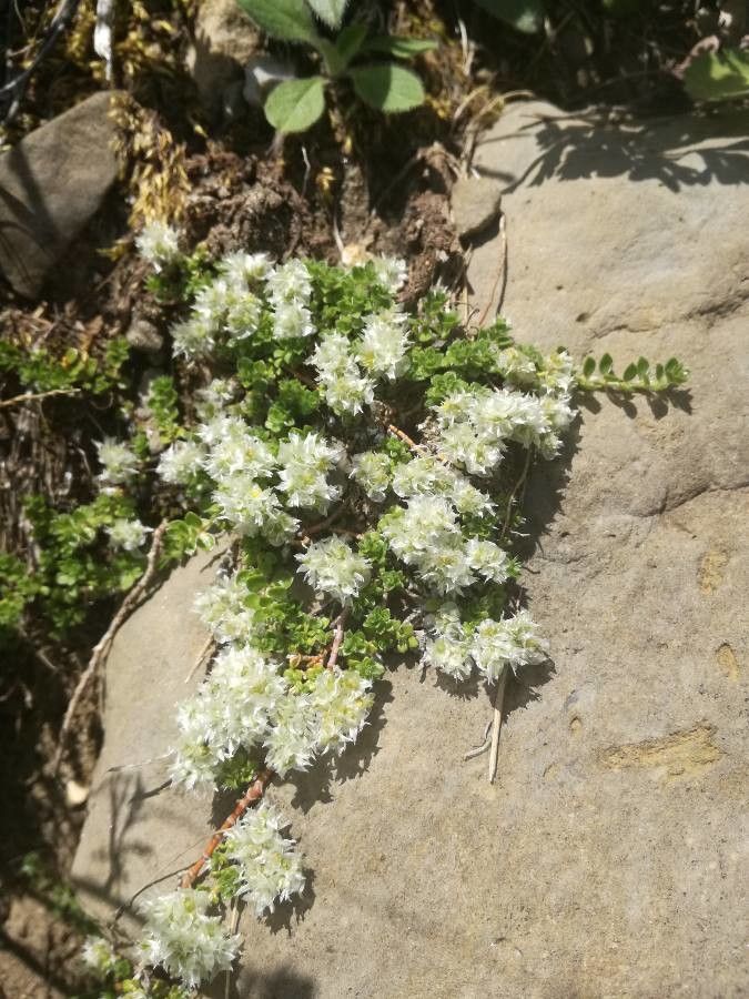 Paronychia kapela flower