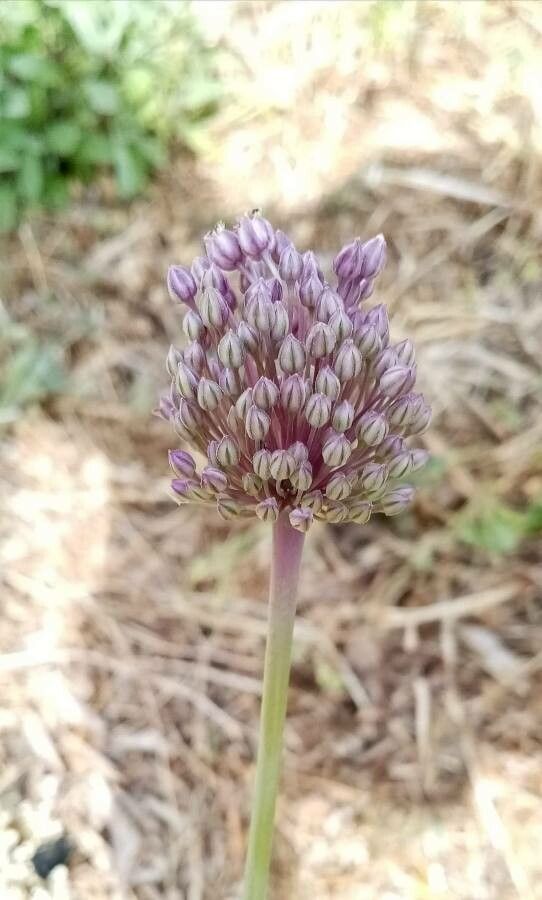 Allium moschatum leaf