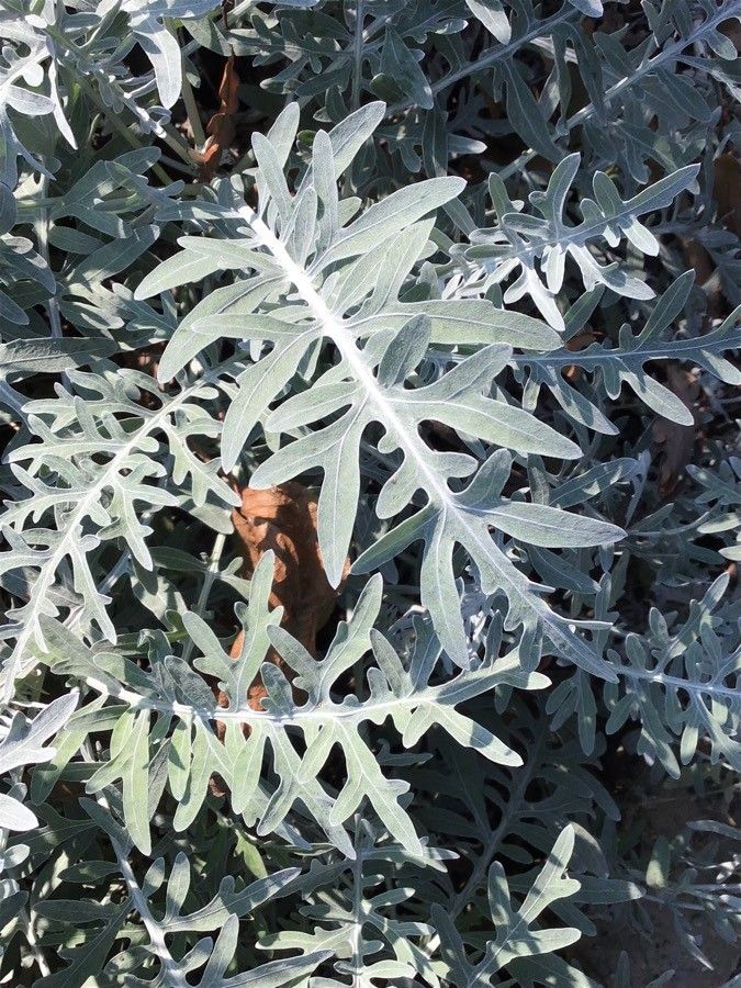 Psephellus pulcherrimus — houseplant care guide