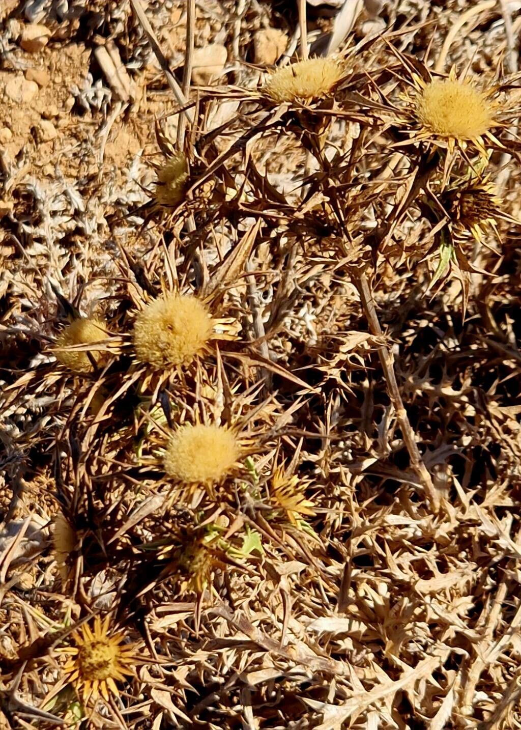 Carlina involucrata fruit