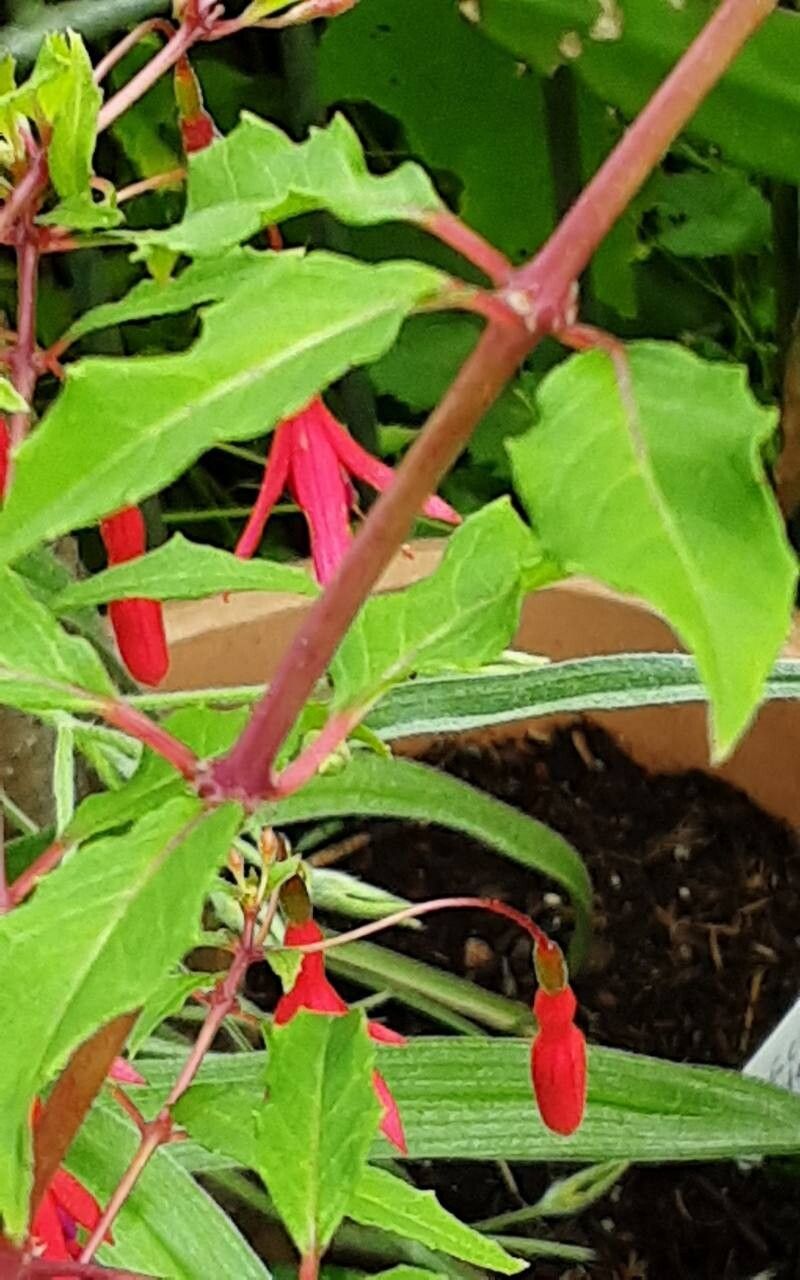 Fuchsia × exoniensis bark