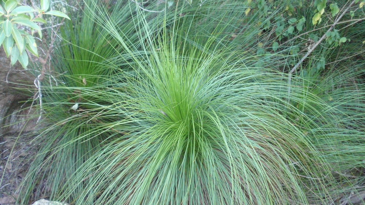 Xanthorrhoea australis leaf