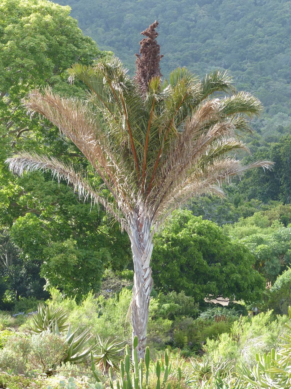 Raphia australis flower