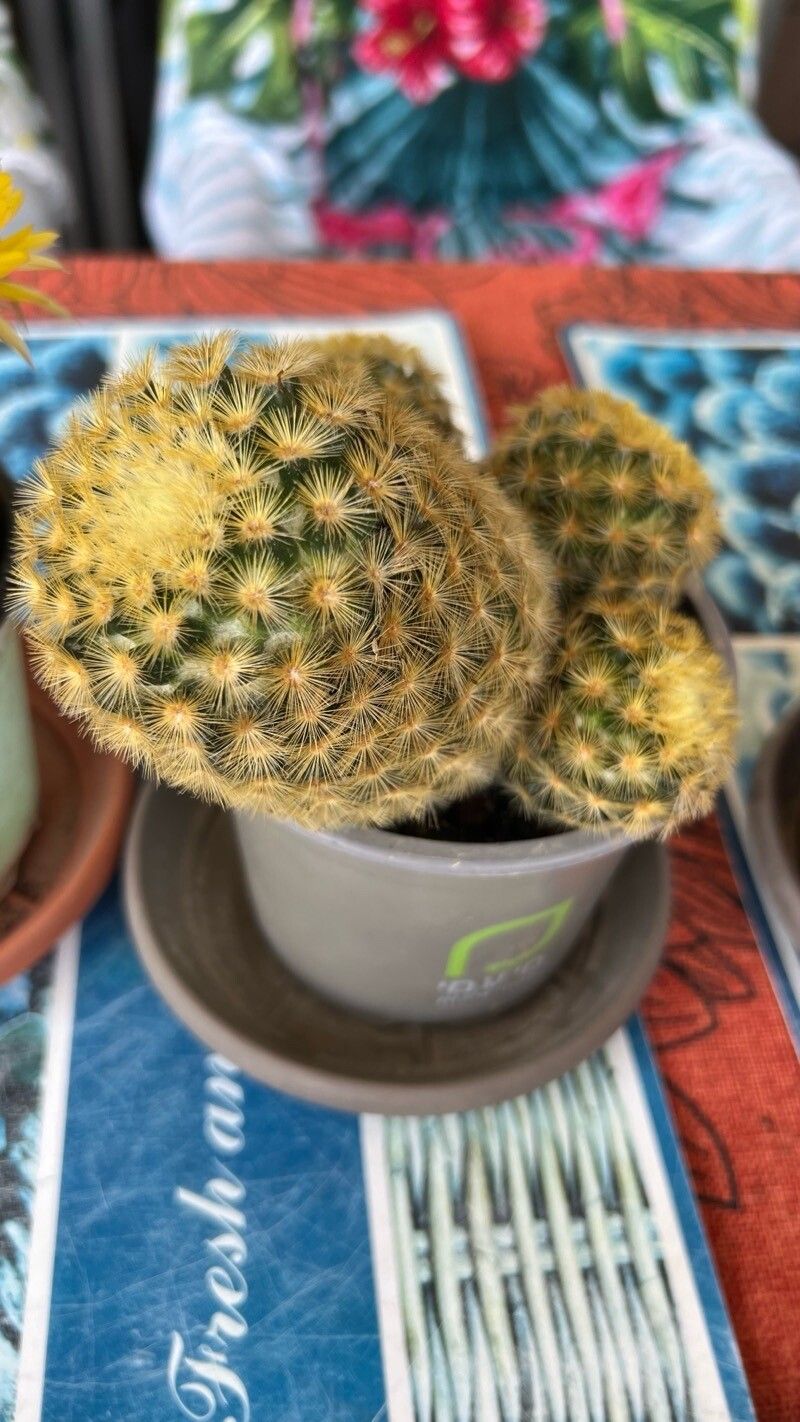 Mammillaria carmeniae leaf