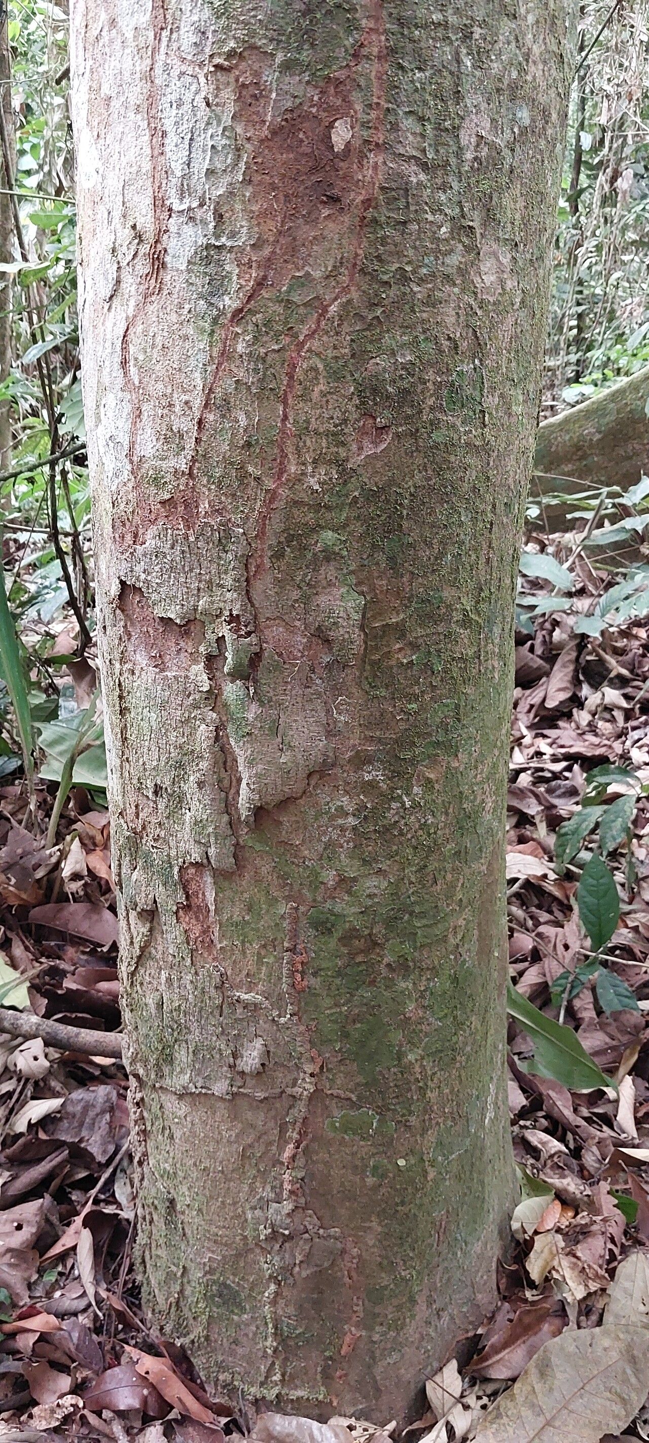 Trichilia rubescens bark