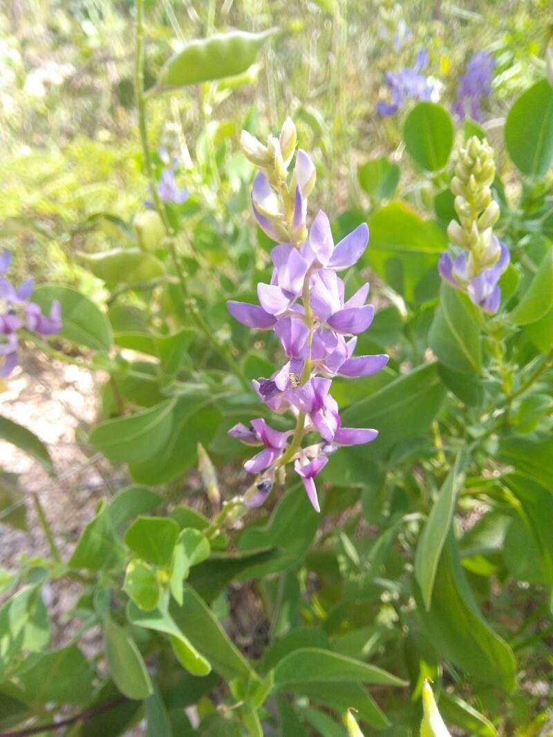 Lupinus crotalarioides — search result for 'Lupinus'