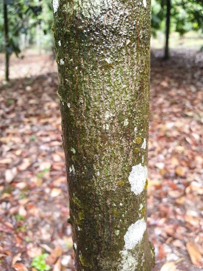 Palaquium gutta bark