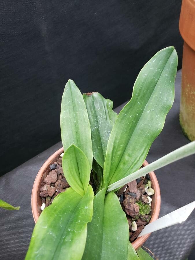 Paphiopedilum primulinum leaf