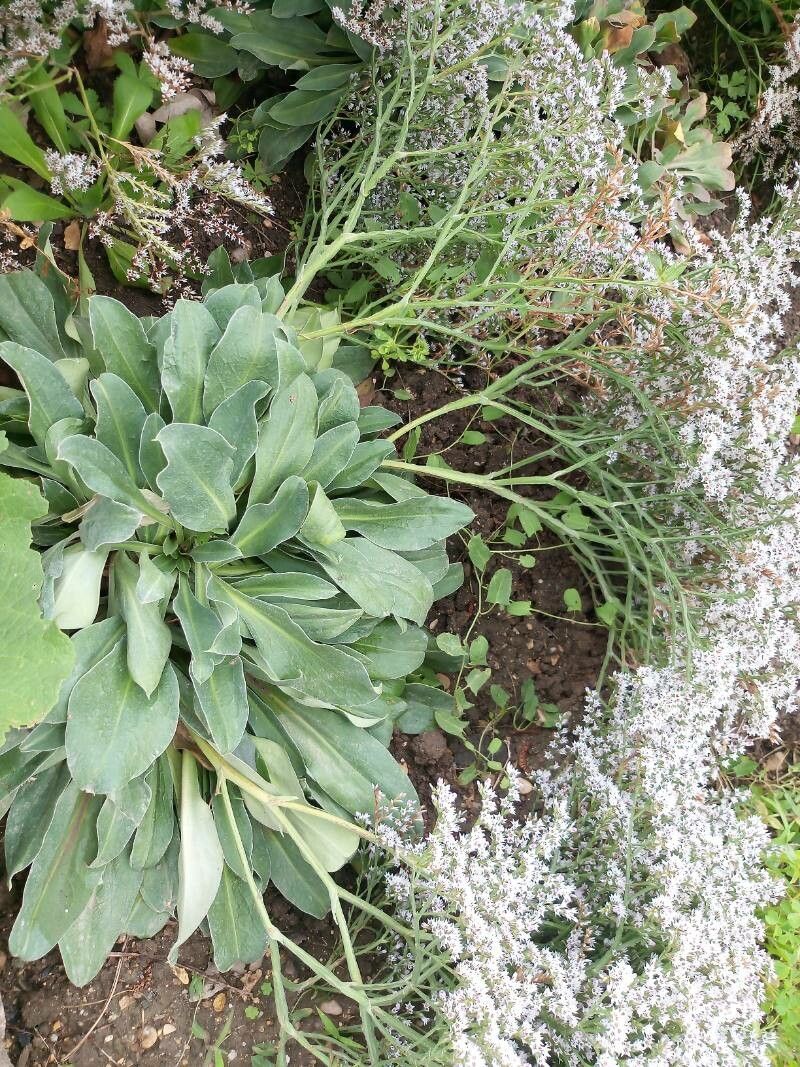 Goniolimon tataricum leaf