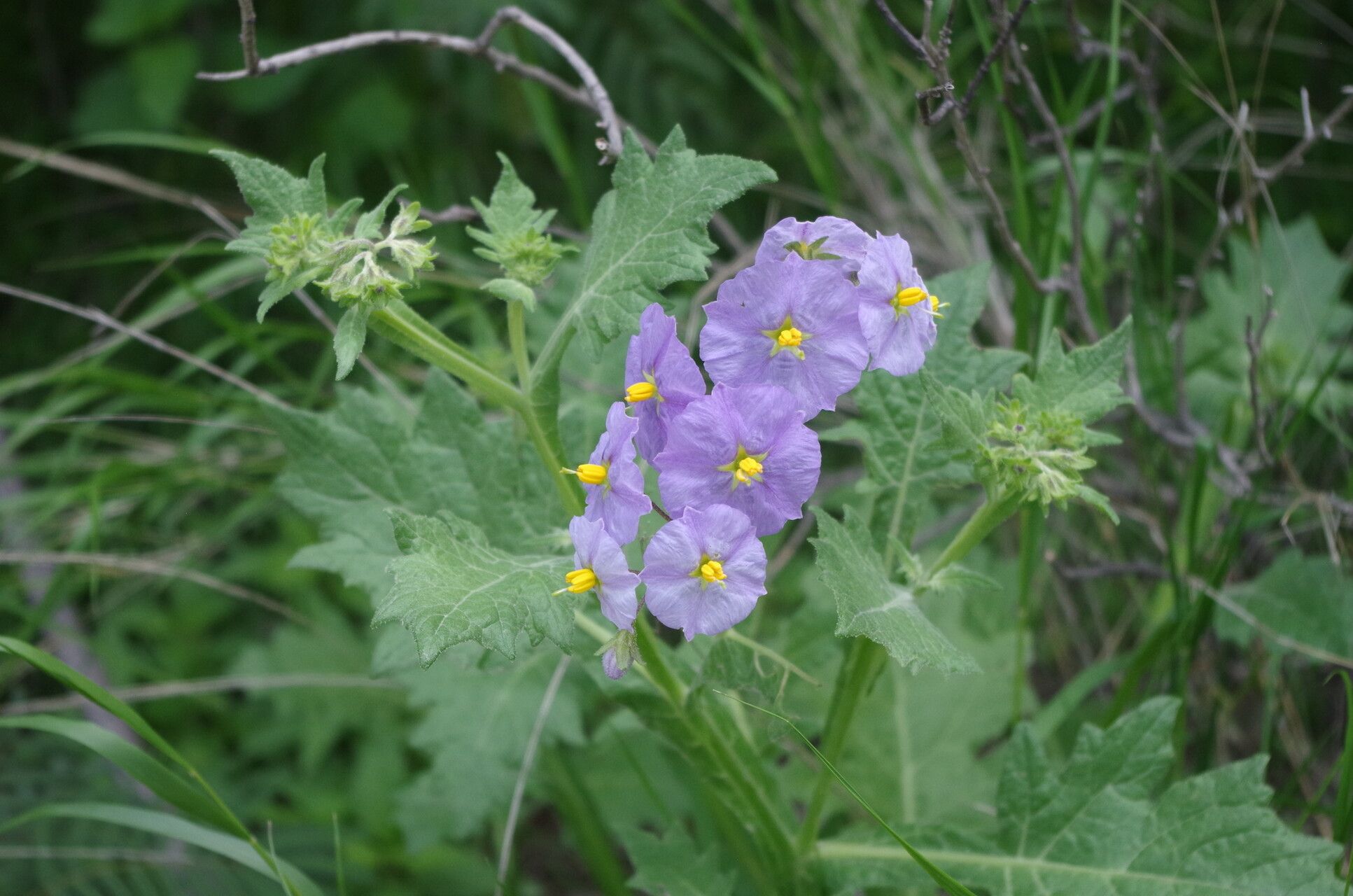 Solanum paposanum — houseplant care guide