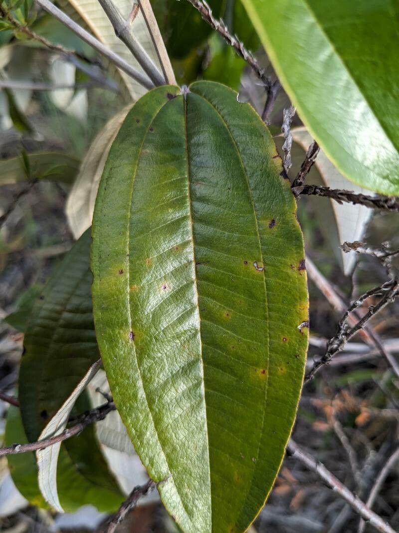 Miconia stenostachya leaf