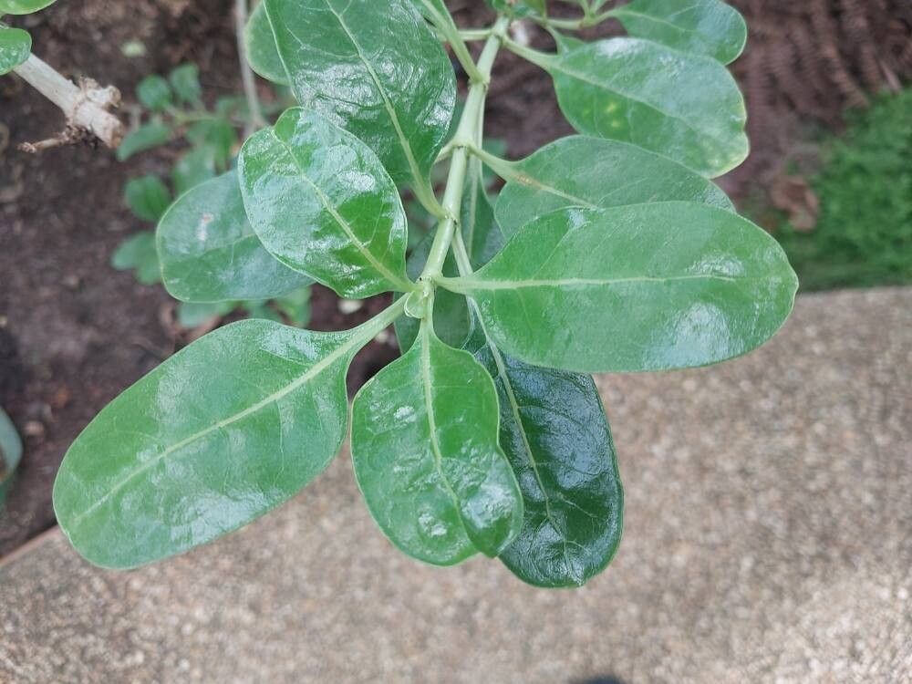 Coprosma baueri — related species from the same genus