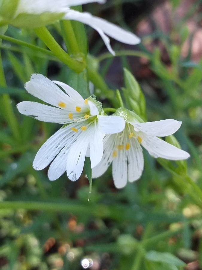Stellaria holostea flower