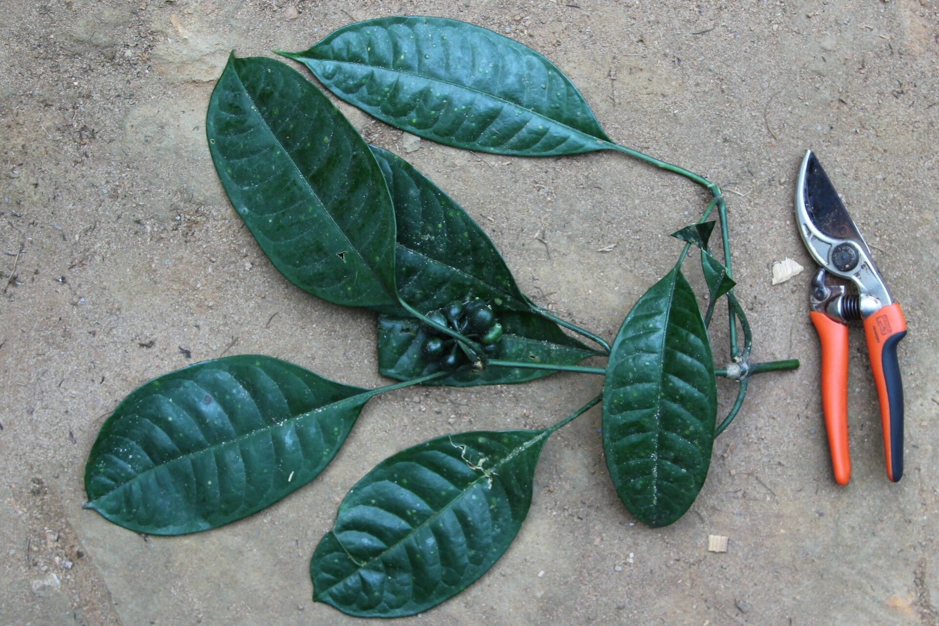 Psychotria sitae leaf