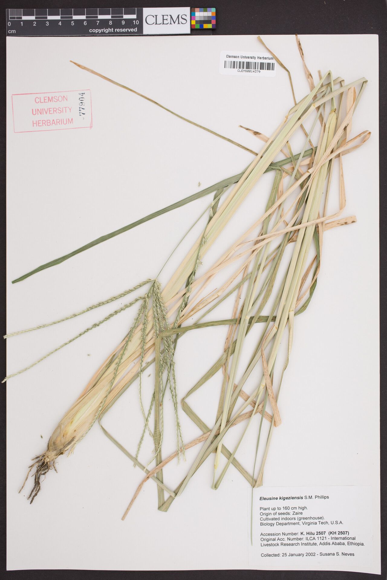 Eleusine kigeziensis