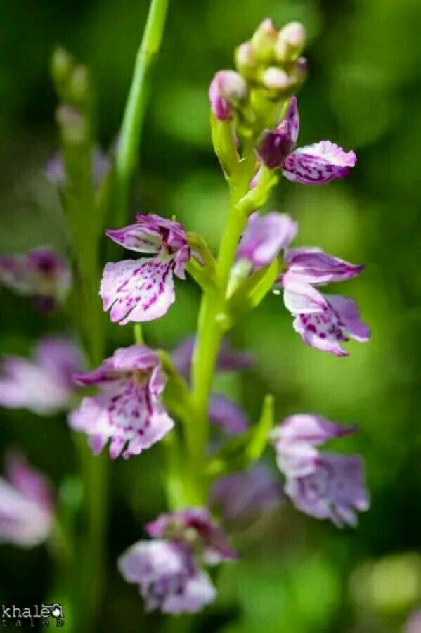 Dactylorhiza iberica — search result for 'Dactylorhiza'
