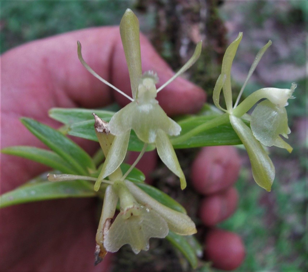 Epidendrum firmum flower