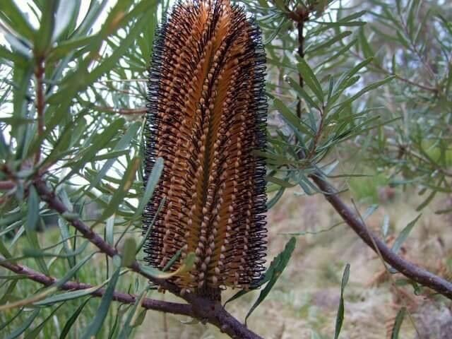 Banksia spinulosa fruit