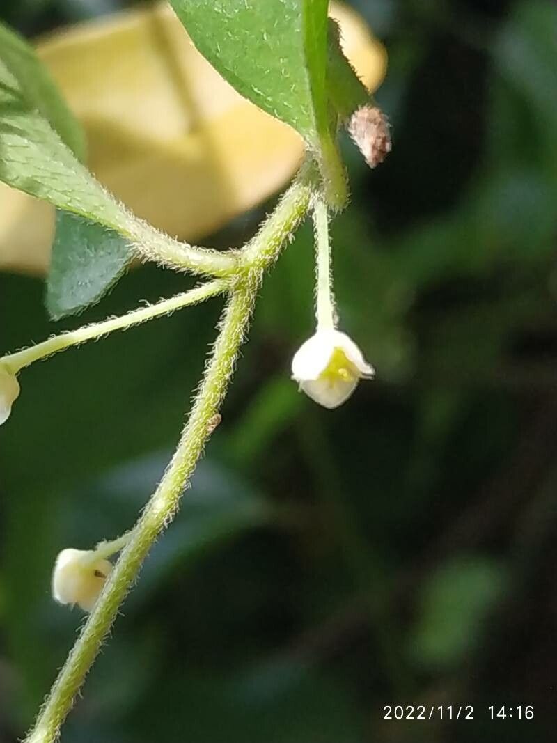 Cocculus orbiculatus flower