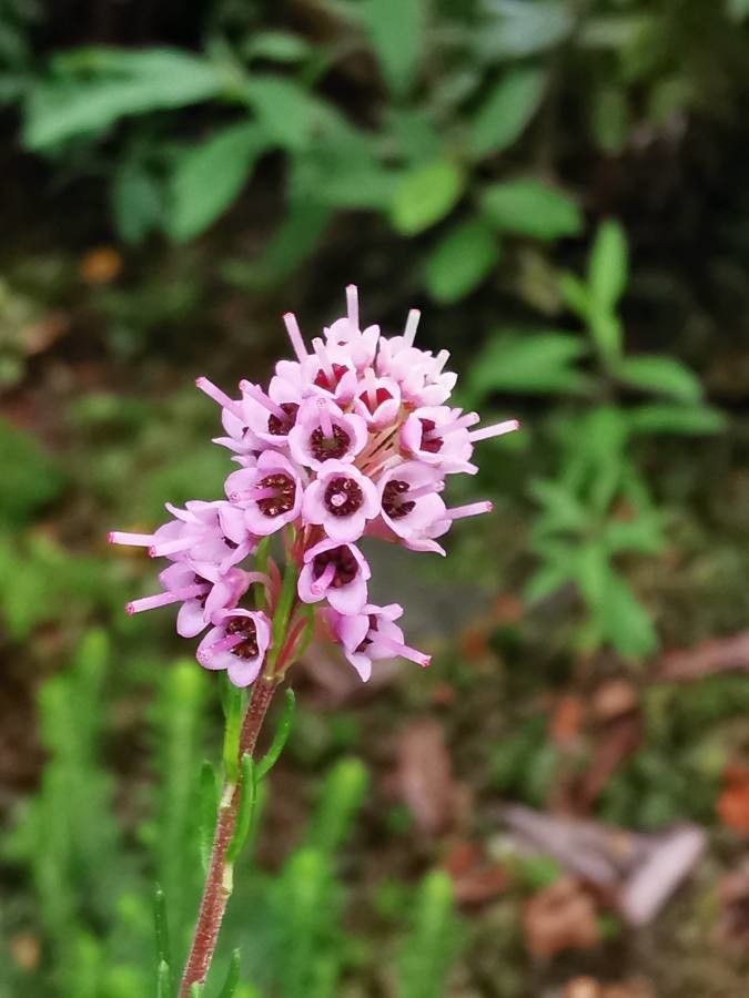 Erica spiculifolia flower