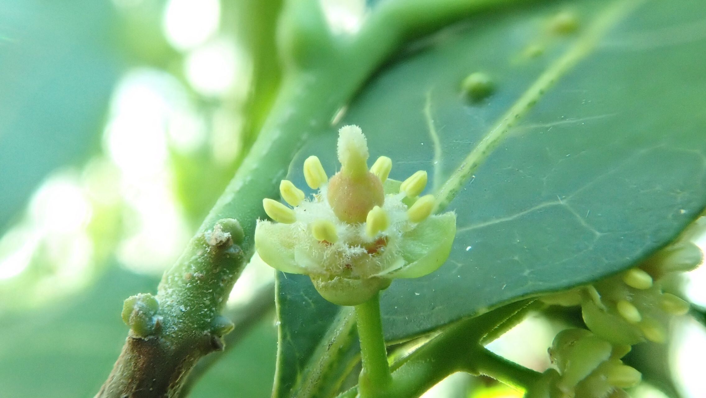 Cupaniopsis petiolulata flower