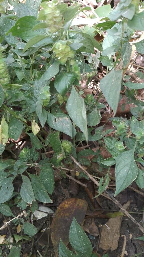 Phaulopsis dorsiflora flower