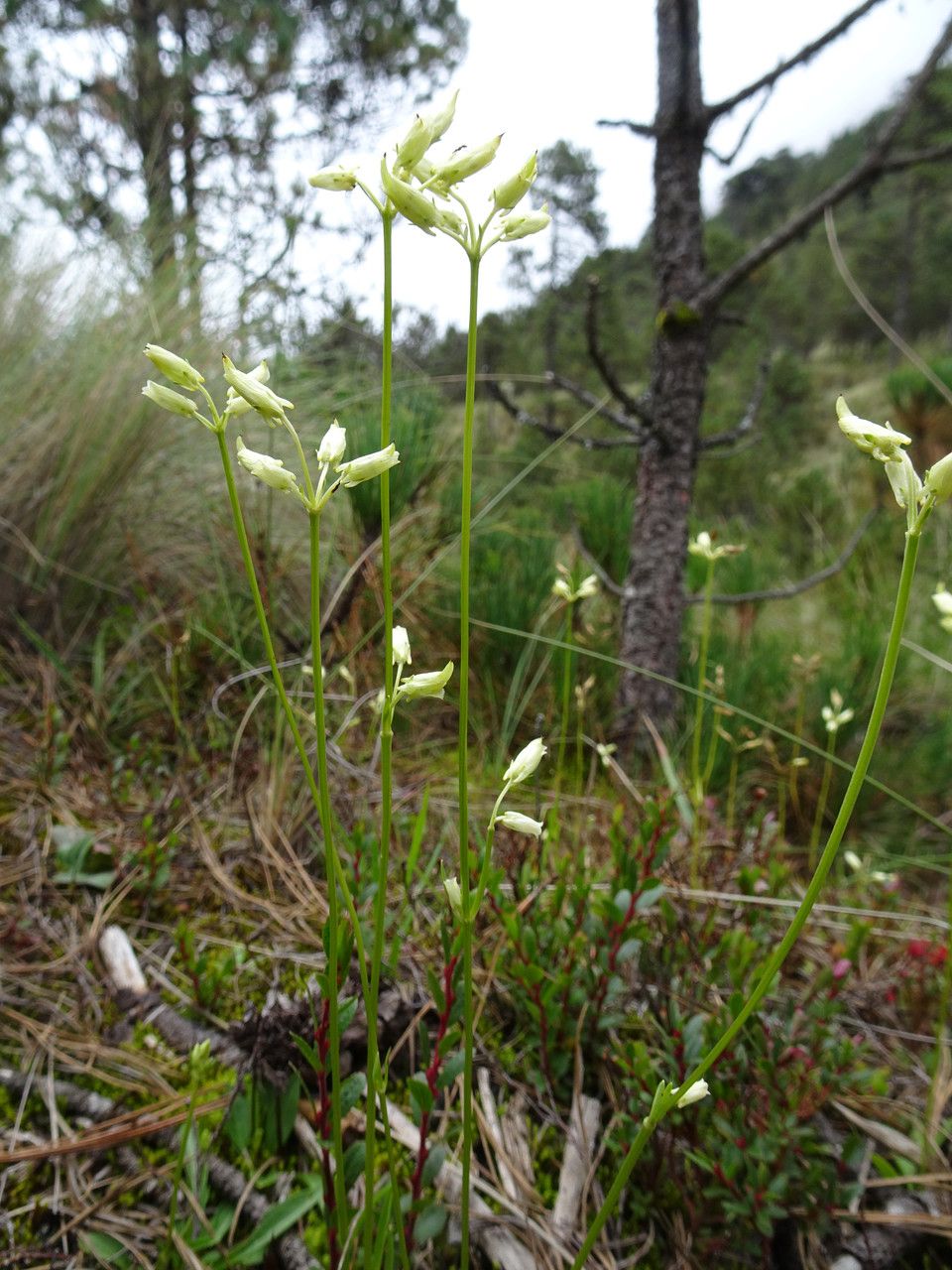 Halenia pringlei habit