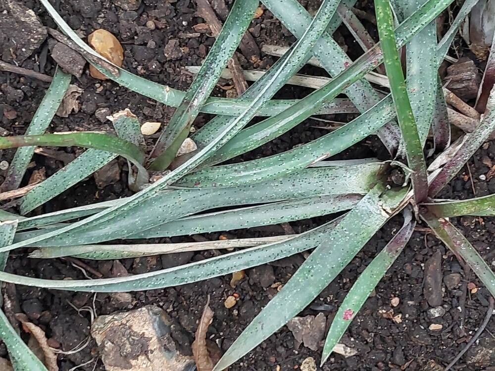 Nidularium angustifolium leaf