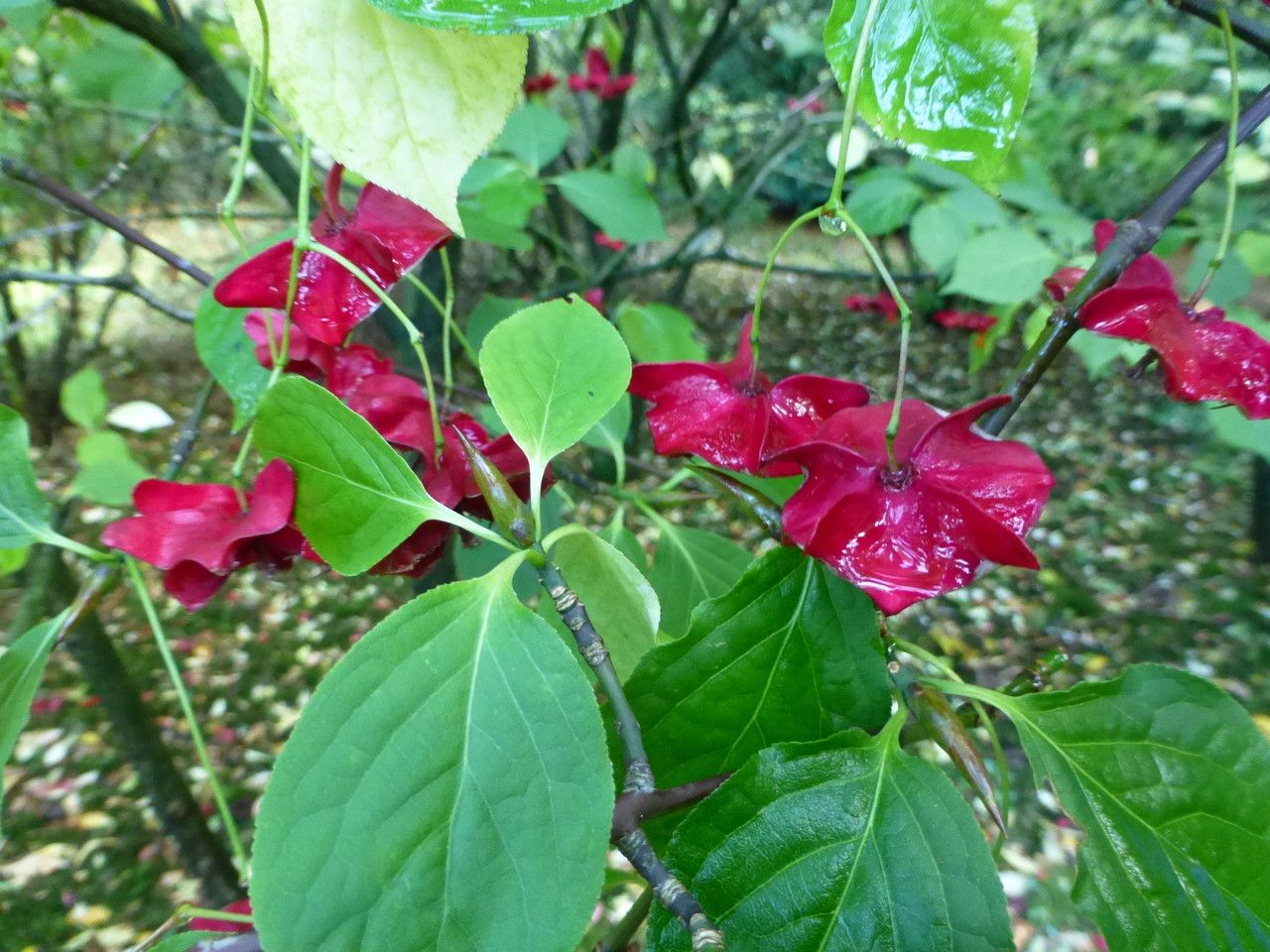 Euonymus macropterus — search result for 'Euonymus'