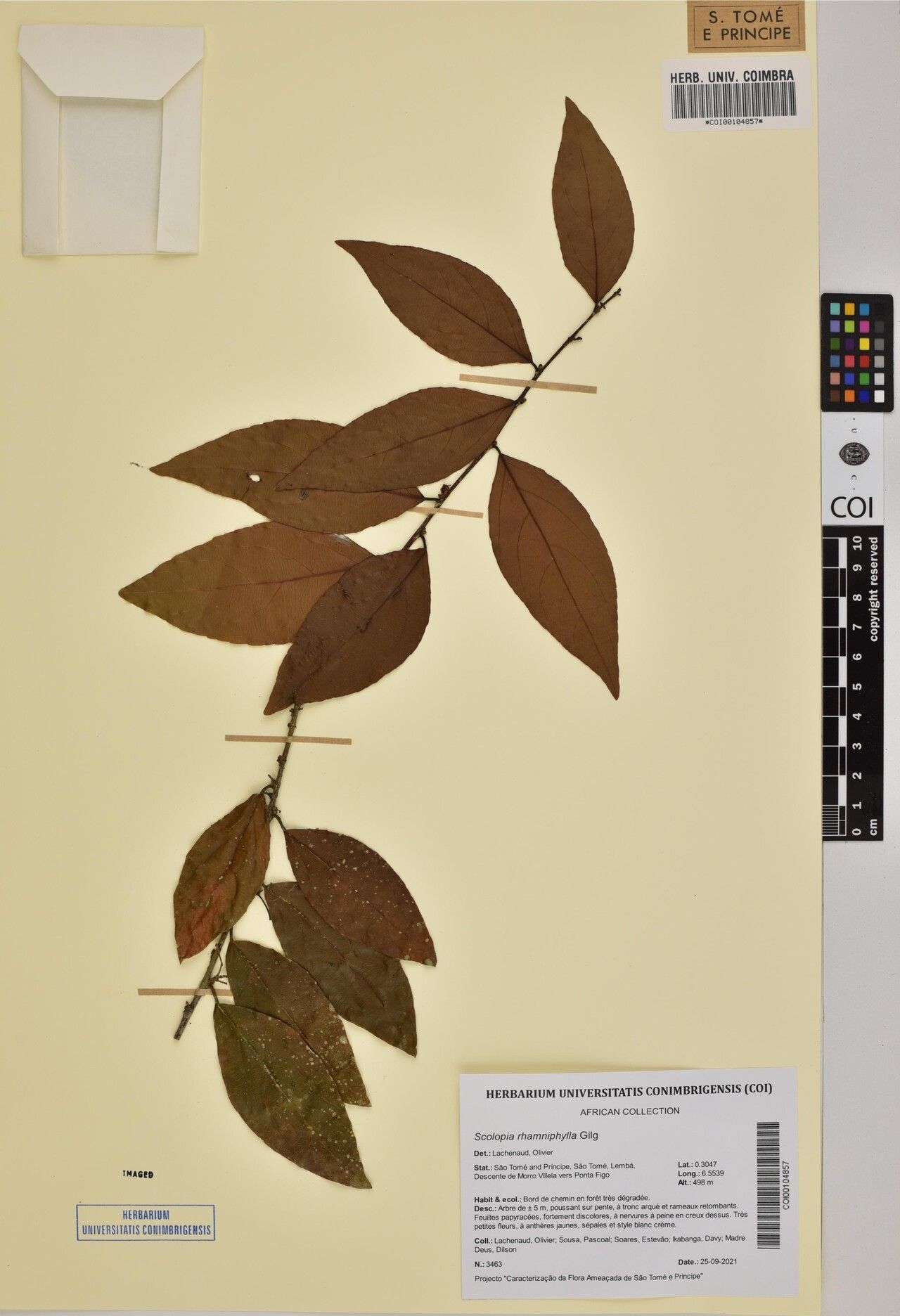 Scolopia rhamniphylla other