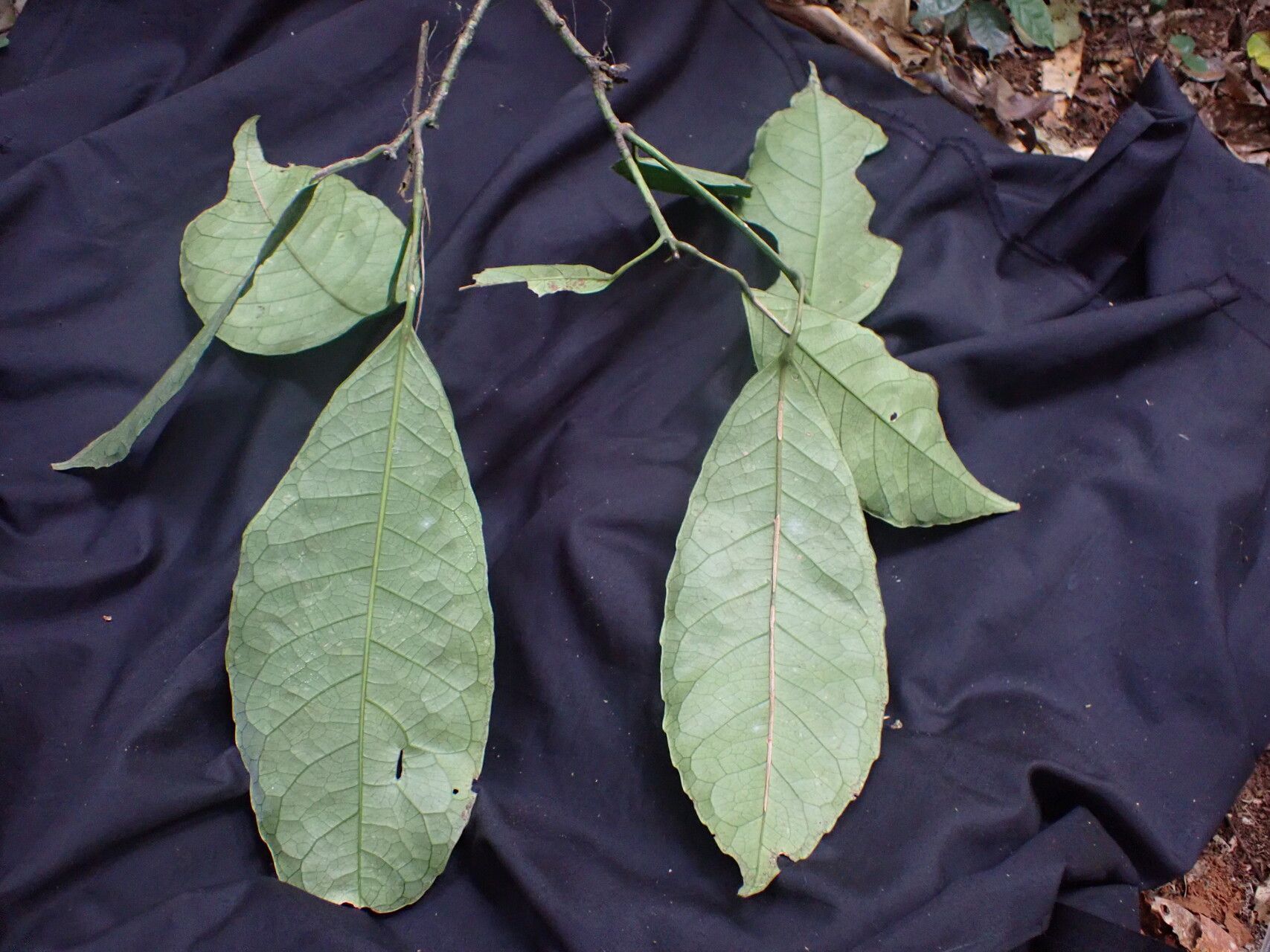 Rinorea oblongifolia leaf