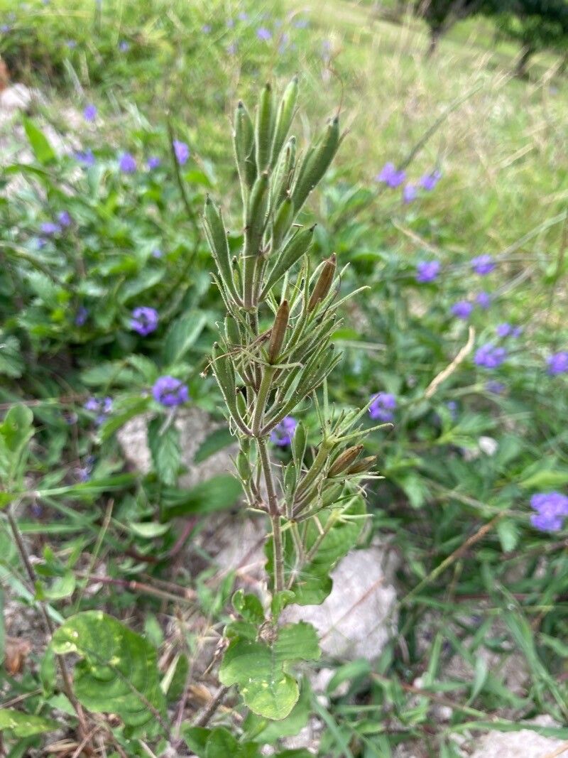 Ruellia nudiflora fruit