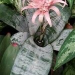 Aechmea fasciata